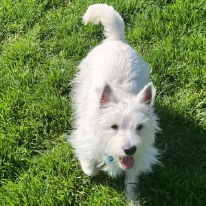 Meet your Posher, Grace